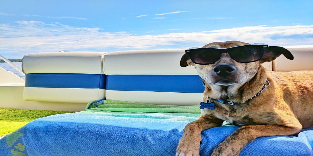 Tricks and Tips to Cool Your Dog this Summer
